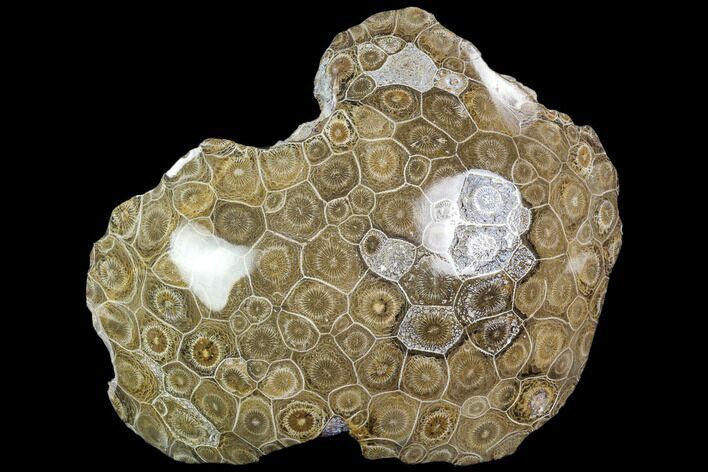 Polished Fossil Coral (Actinocyathus) - Morocco #110559